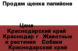 Продам щенка папийона. › Цена ­ 10 000 - Краснодарский край, Краснодар г. Животные и растения » Собаки   . Краснодарский край,Краснодар г.